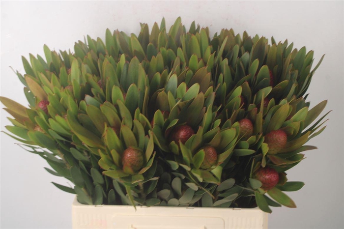 <h4>Leucad Ayoba Sky Ex Nut</h4>