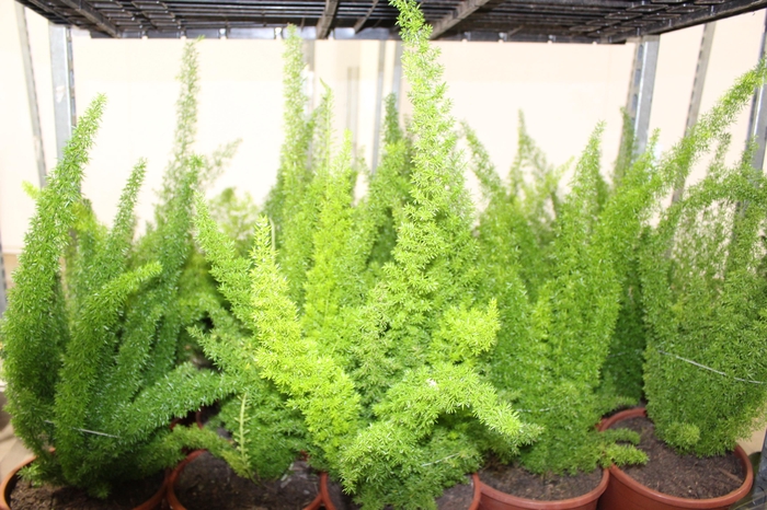 <h4>ASPARGO REAL P23</h4>