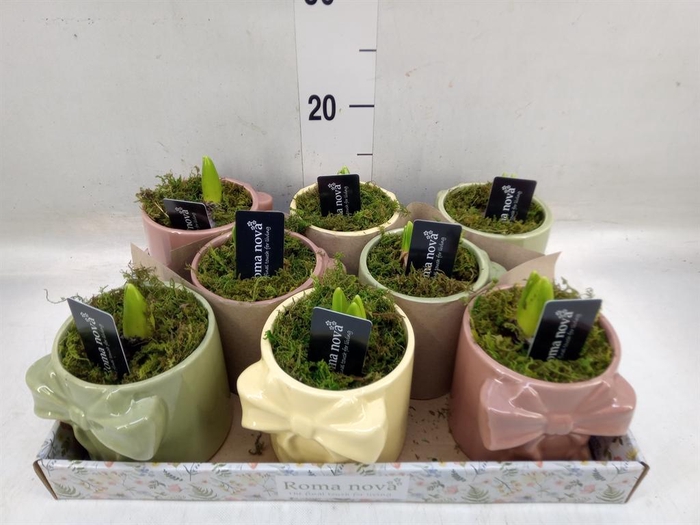 <h4>Arr.  Hyacinthus L%</h4>