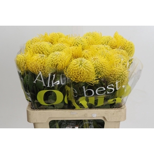 Nutans Ayoba Saffron