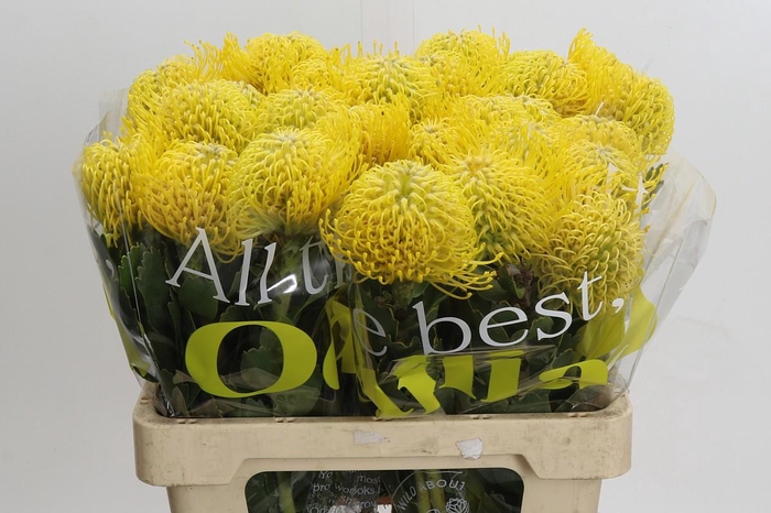 <h4>Nutans Ayoba Saffron</h4>