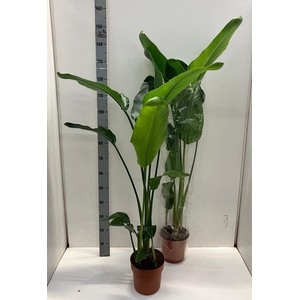 STRELITZIA NICOLAI