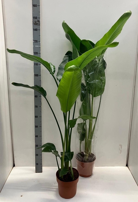 <h4>STRELITZIA NICOLAI</h4>