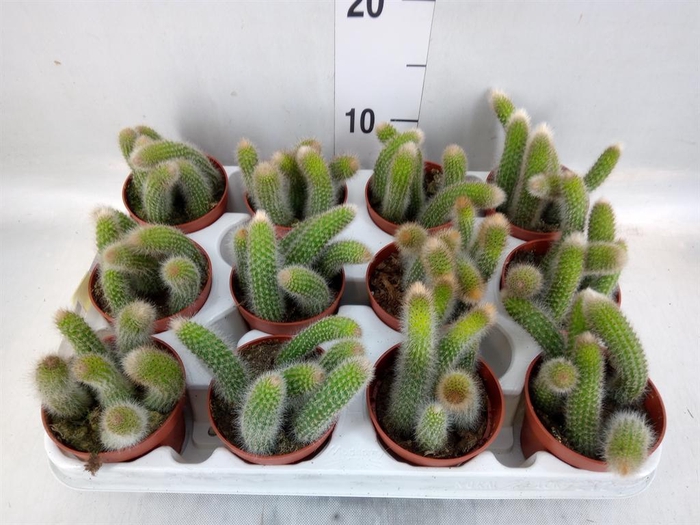 <h4>Cactus   ...</h4>