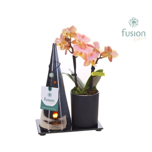 LED Duo glas met Phalaenopsis