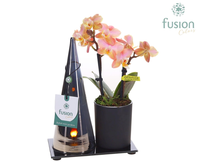 <h4>LED Duo glas met Phalaenopsis</h4>