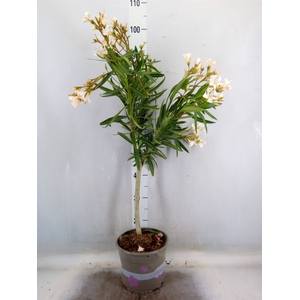 Nerium oleander   ...