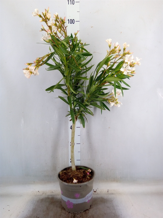 <h4>Nerium oleander   ...</h4>