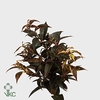 Leucothoe natur