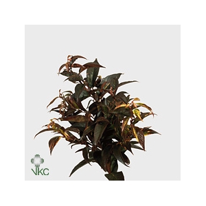 LEUCOTHOE ROOD KLEURBEHANDELD 040CM