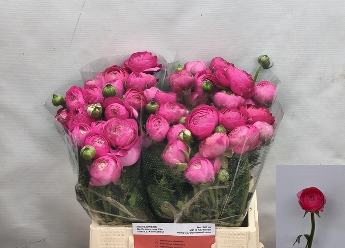 <h4>RAN AAZUR DEEP ROSE</h4>