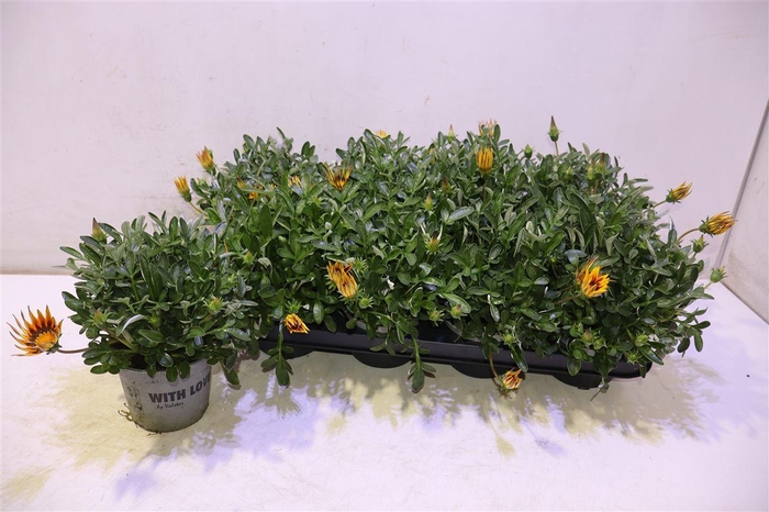 <h4>Gaz R Magic</h4>