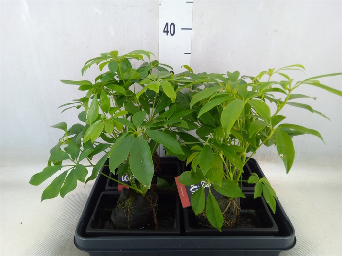 <h4>Arr.   Kamerplant Groen H%</h4>