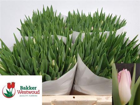 <h4>Tu En First Class</h4>