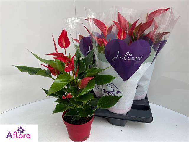 <h4>ANTHU BANDEROLA ROJA</h4>