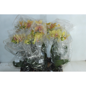 PHALAENOPSIS ESPECIAL P15 LARANJA PERFILHADA