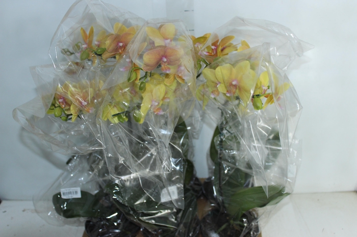 <h4>PHALAENOPSIS ESPECIAL P15 LARANJA PERFILHADA</h4>
