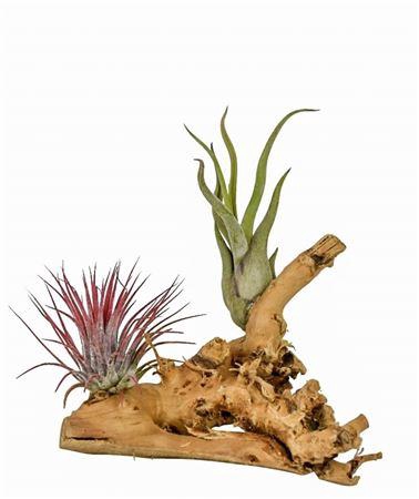 <h4>Arrangementen Tillandsia 6%</h4>