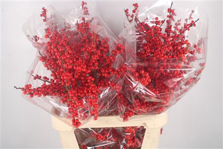 <h4>Ilex Verticilata Red Extra</h4>