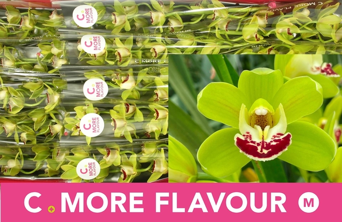 <h4>CYMB MI EVERGREEN</h4>