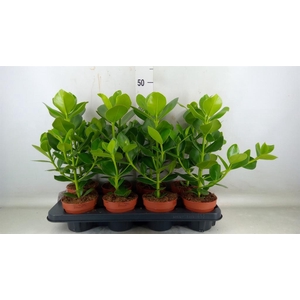 Clusia rosea 'Princess'