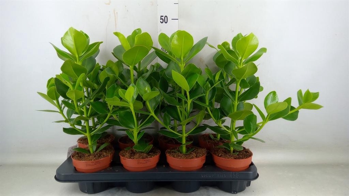 <h4>Clusia rosea 'Princess'</h4>