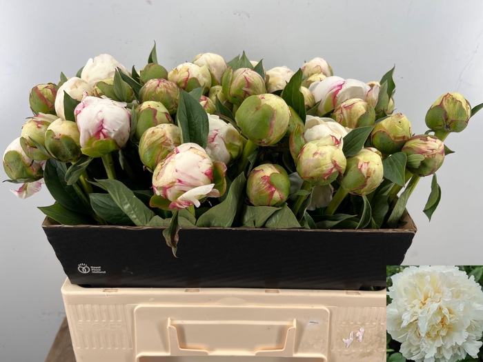 <h4>PAEO L MARY NICHOLLS</h4>