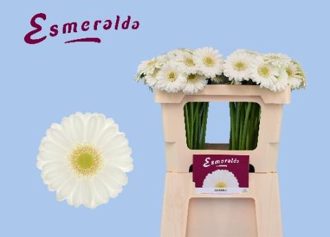 <h4>GE MI ALBINO</h4>