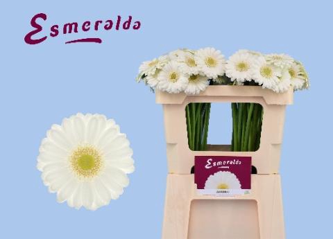 <h4>GE MI ALBINO</h4>