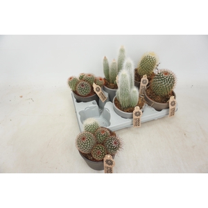 CACTUS GEM