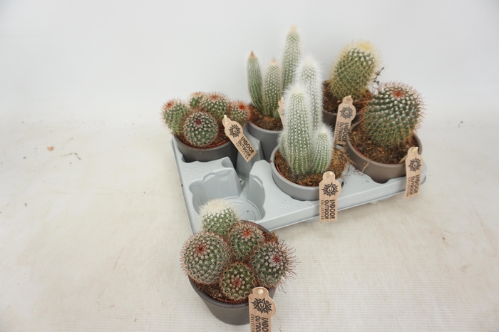 <h4>CACTUS GEM</h4>