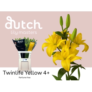 Li La Twinlife Yellow 4+ Lily Master