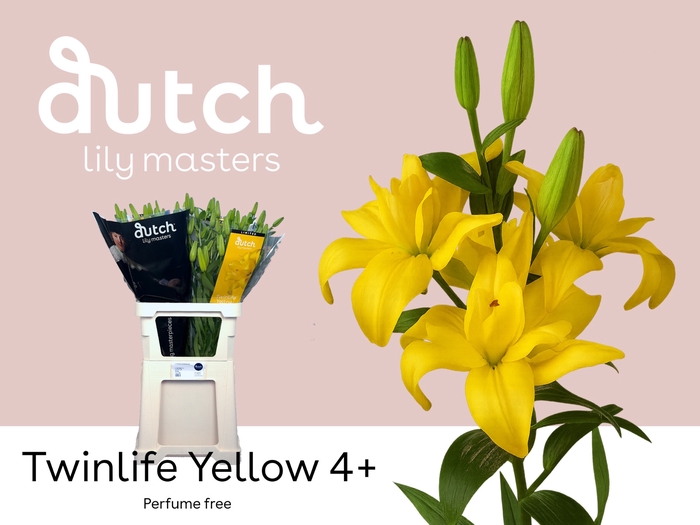 <h4>Li La Twinlife Yellow 4+ Lily Master</h4>