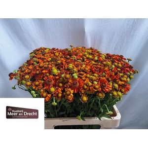 HELEN AUTUMN FLIRT