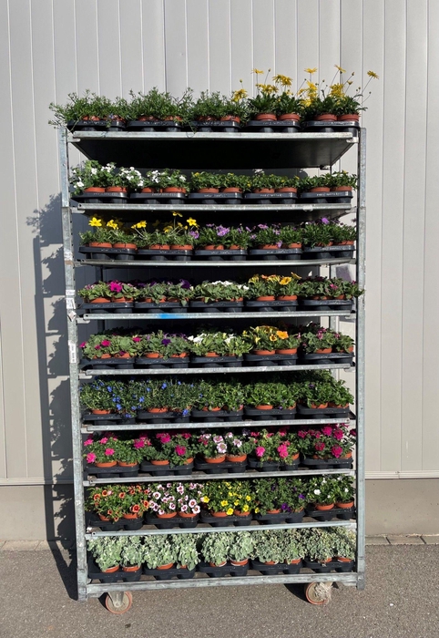 <h4>Plantes Anuelles</h4>