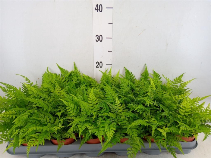 <h4>Athyrium   ...</h4>