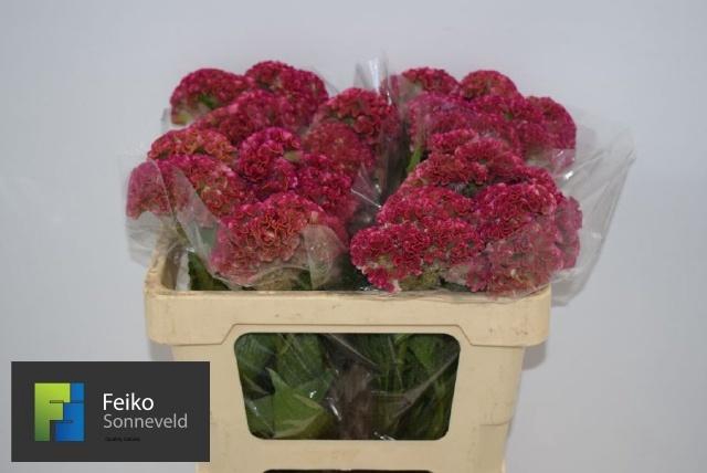 <h4>CEL C REPRISE ROSE</h4>