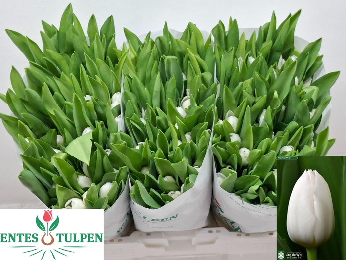 <h4>TU EN ROYAL VIRGIN</h4>