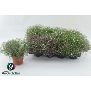 GYPS MURALIS GEM POT