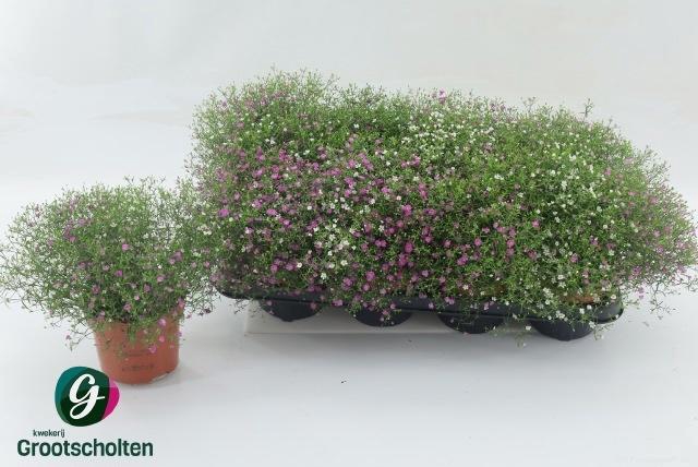 <h4>GYPS MURALIS GEM POT</h4>