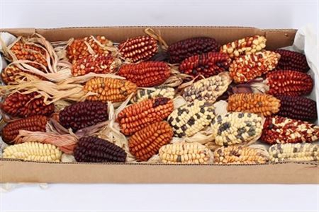 <h4>Zea Mays Medium Mix</h4>