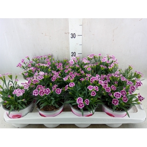 Dianthus  'Pink Kisses'