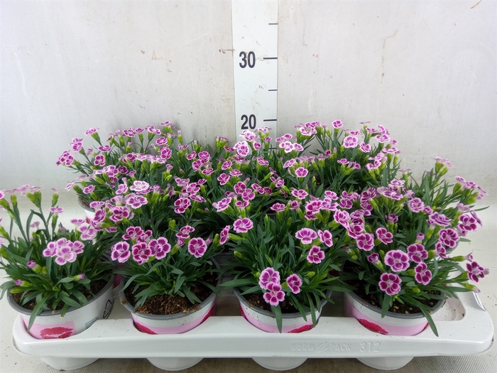 <h4>Dianthus  'Pink Kisses'</h4>