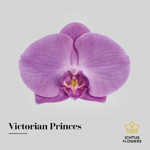 <h4>PHAL VICTORIAN PRINCESS BLOEM 25 bloemen</h4>