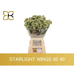 LIM S STARLIGHT WING