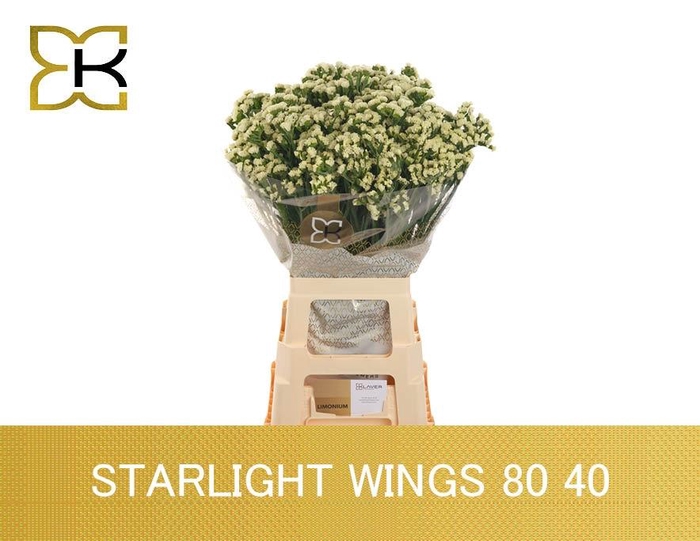 <h4>LIM S STARLIGHT WING</h4>