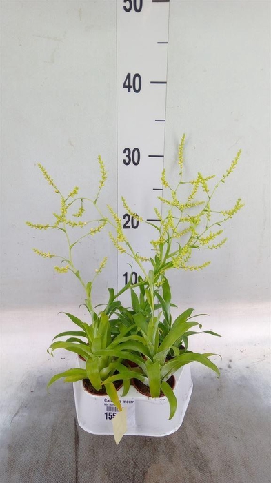 <h4>Catopsis morreniana</h4>
