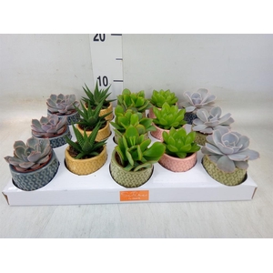 Succulents   ...mix 5