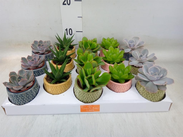 <h4>Succulents ...mix 5</h4>