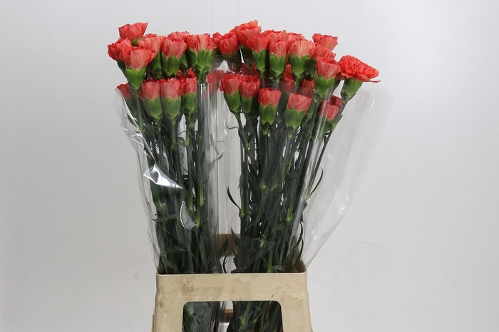 <h4>Dianthus St Arno</h4>